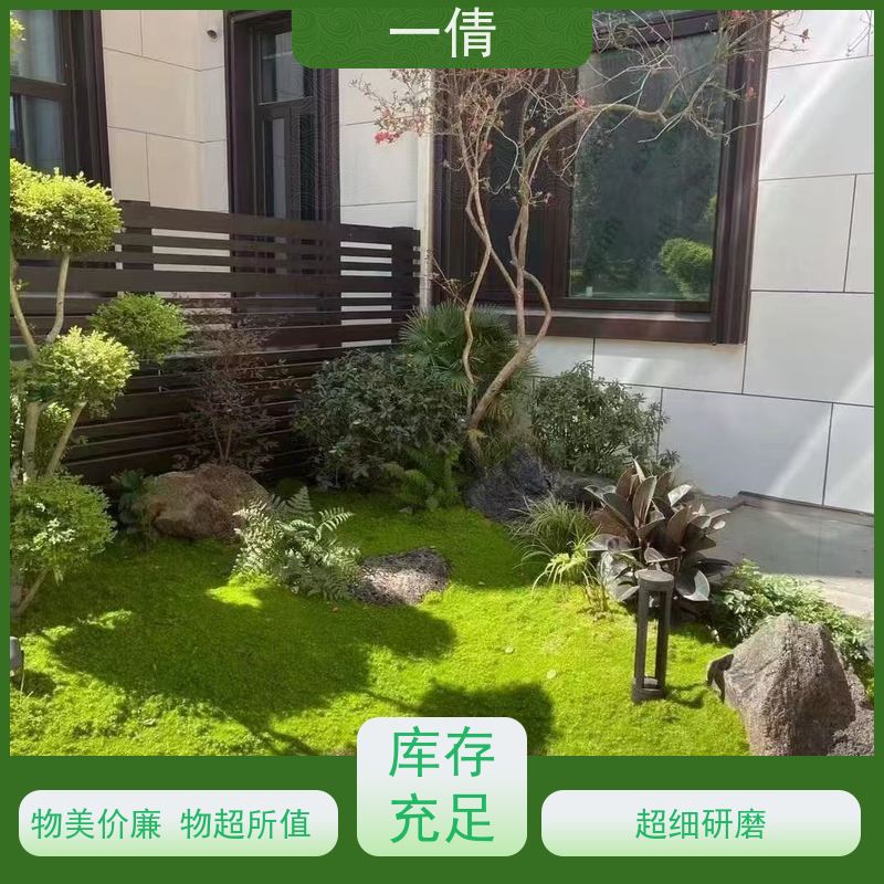 一倩花卉 办公室 年桔盆景 绿植出售 桌面绿植 花木护理