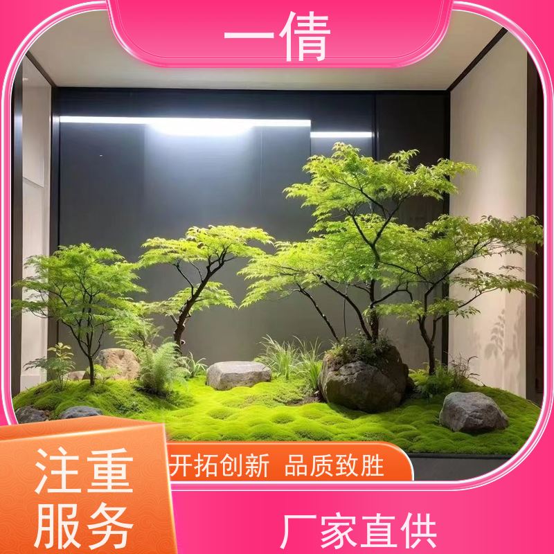 一倩花卉 办公室 量天尺 室内植物出租 净化空气