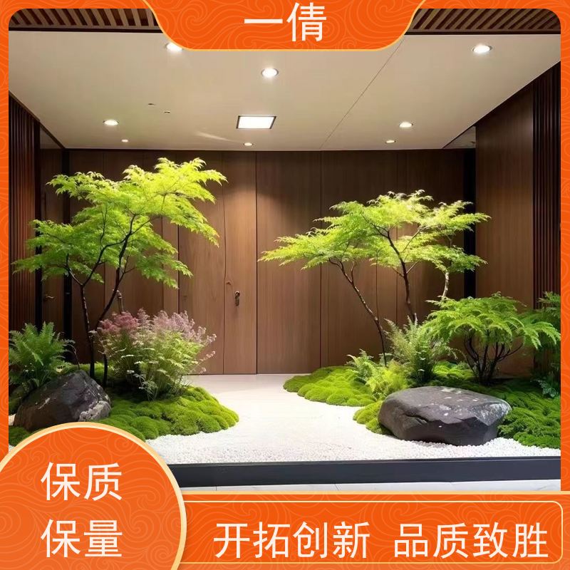 一倩花卉 室内 金钱兜 绿植租摆 桌面绿植 花木护理