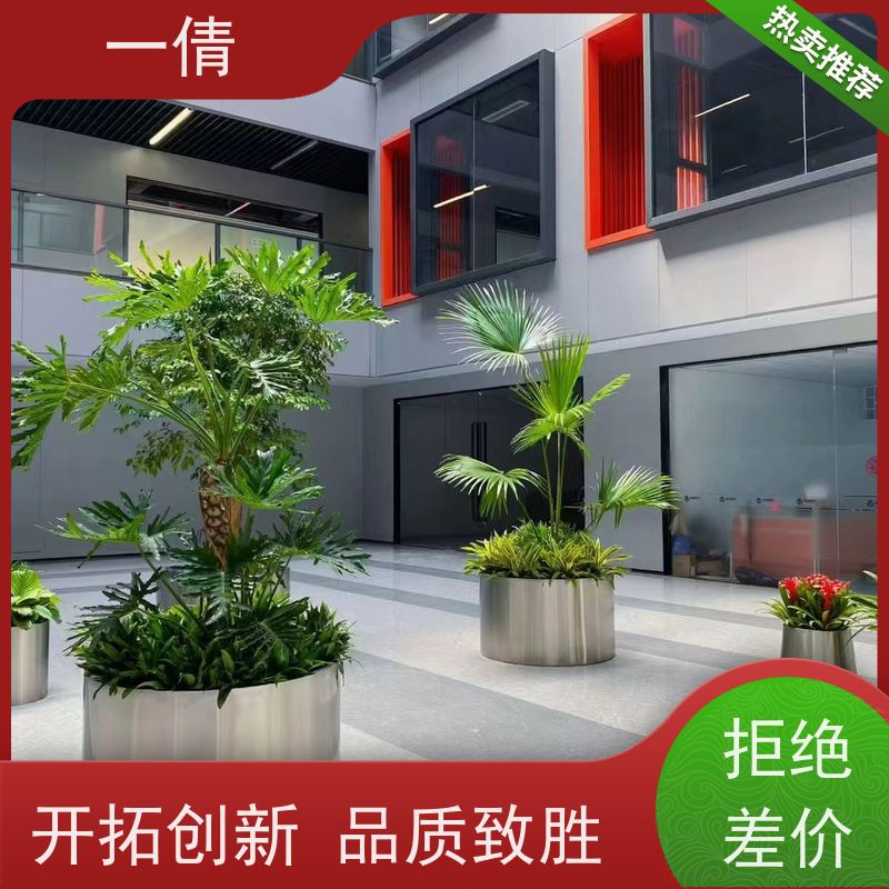一倩花卉 深圳 超大冬青 绿植租摆 种类繁多 规格齐全