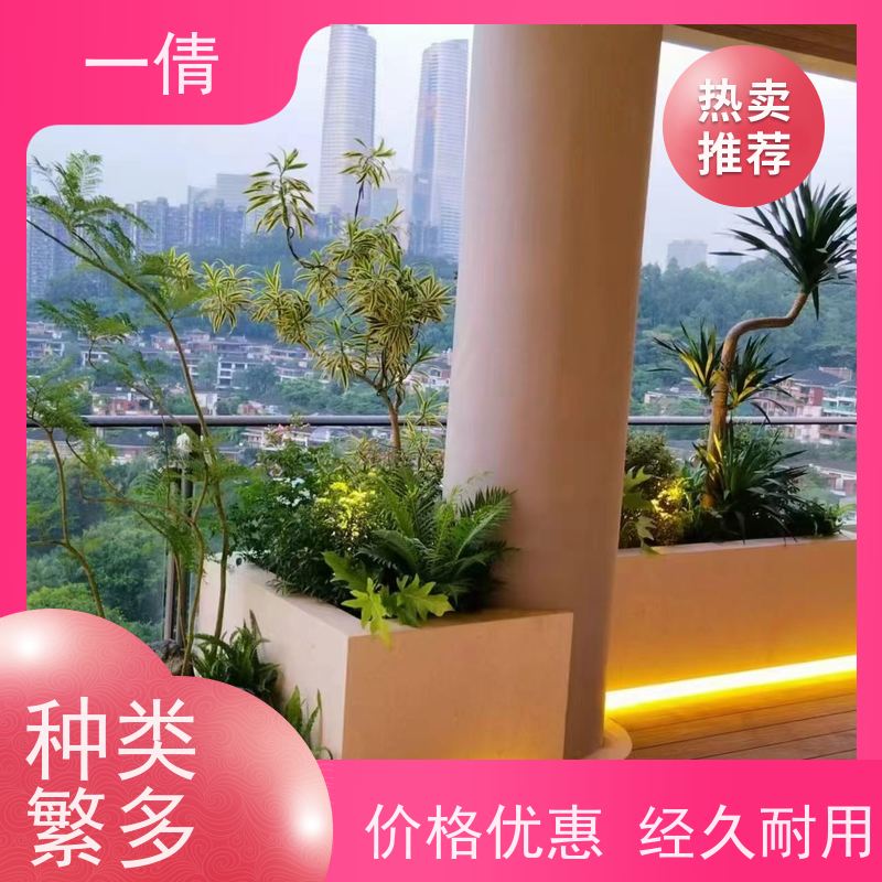 一倩花卉 深圳 高山榕 花卉租赁 全城配送 上门养护