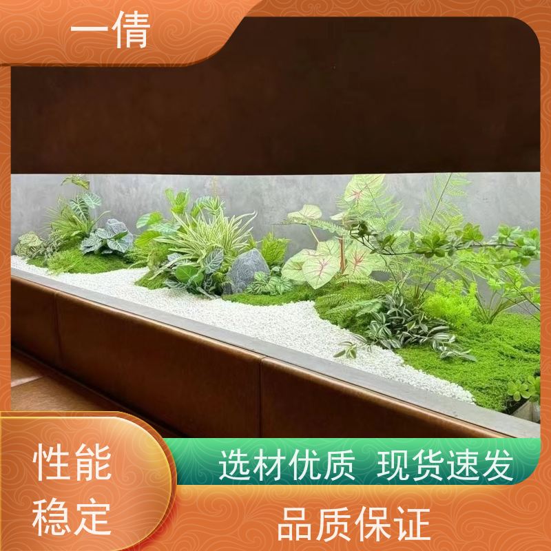 一倩花卉 室内 福木 室内植物出租 全城配送 上门养护