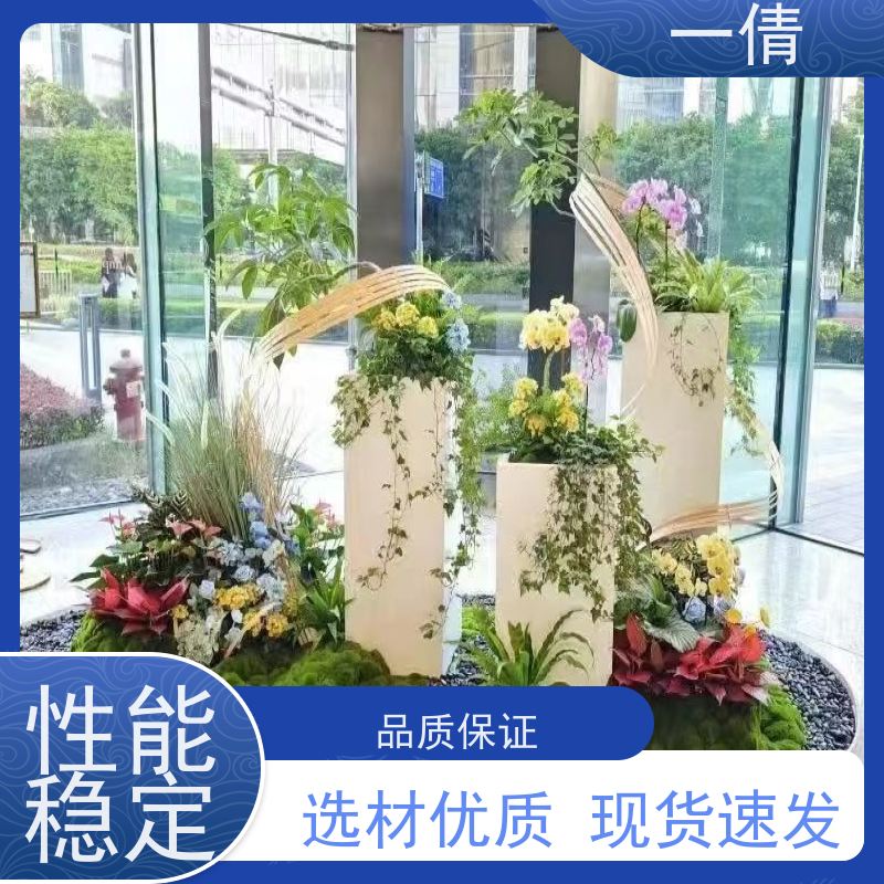 一倩花卉 深圳 16寸盆四季桔 绿植出售 净化空气