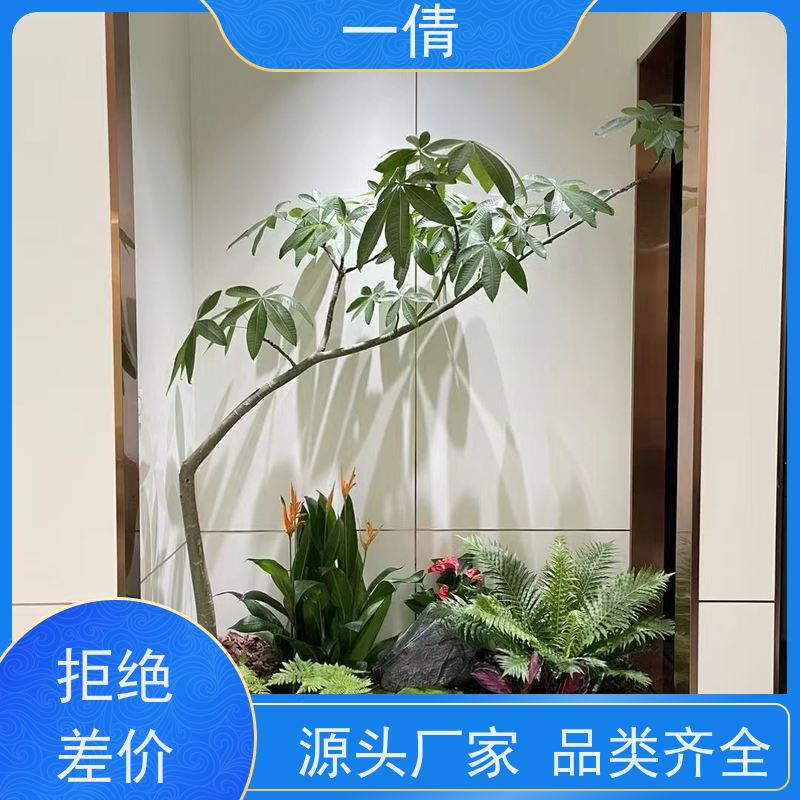 一倩花卉 室内 佛手 绿植出售 桌面绿植 花木护理