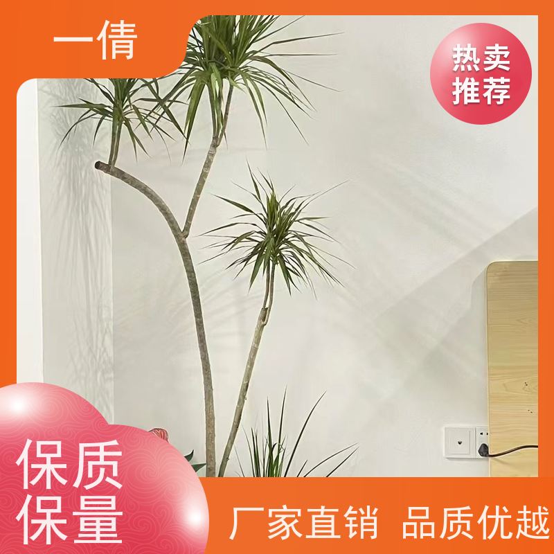 一倩花卉 室内 大慧兰 绿植租摆 全城配送 上门养护