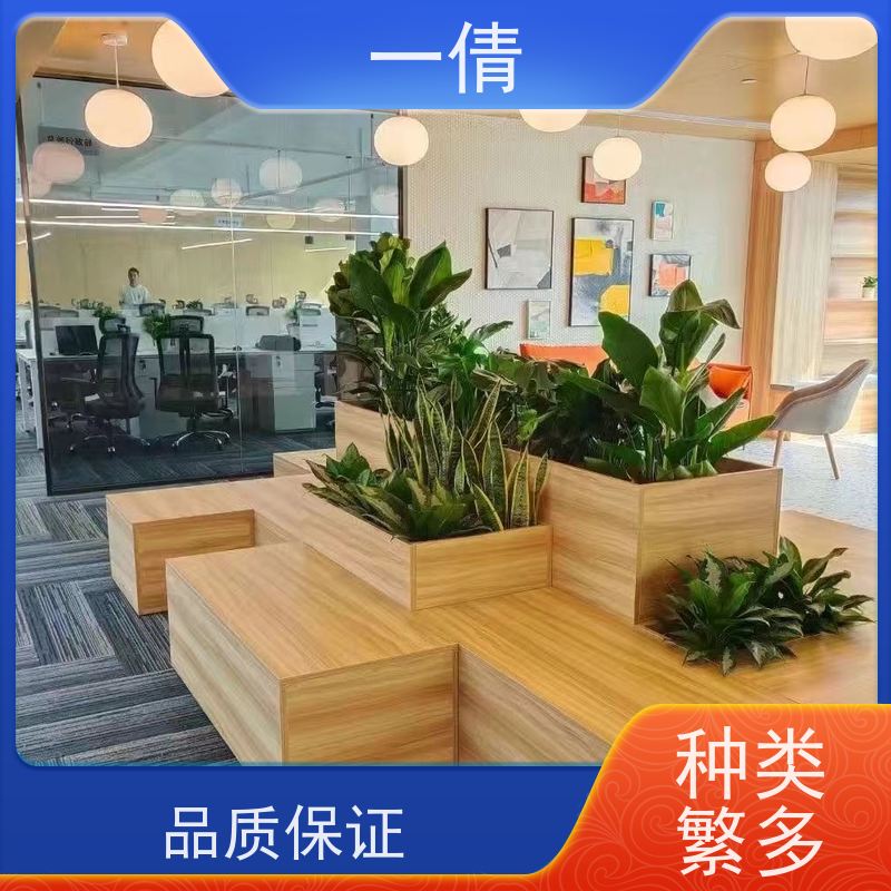 一倩花卉 办公室 16寸盆四季桔 绿植出售 净化空气