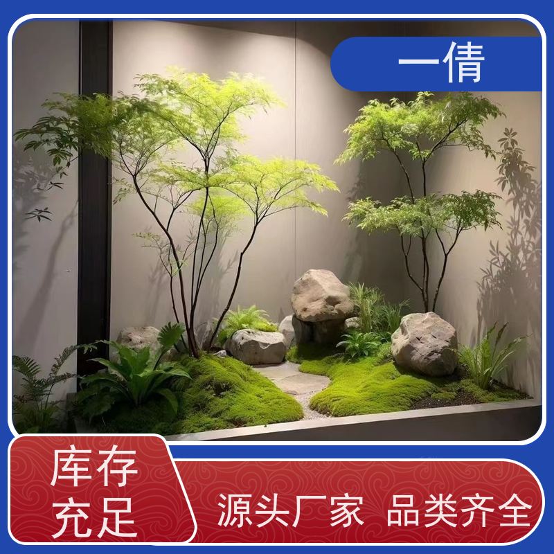 一倩花卉 前台 福禄桐 绿植租摆 全城配送 上门养护