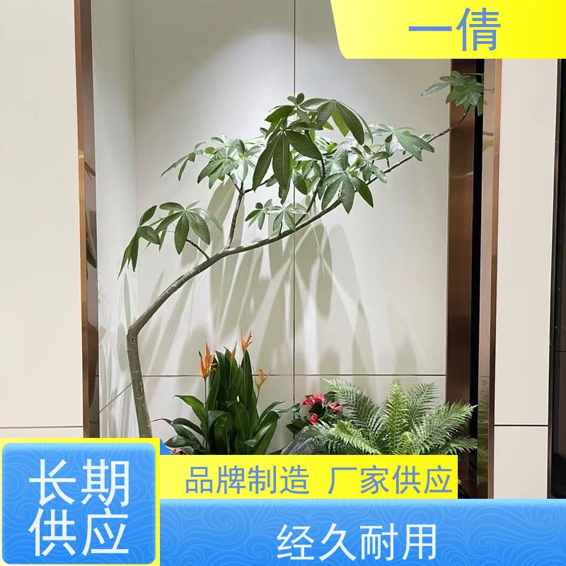 一倩花卉 室内 爱心榕 绿植租摆 桌面绿植 花木护理