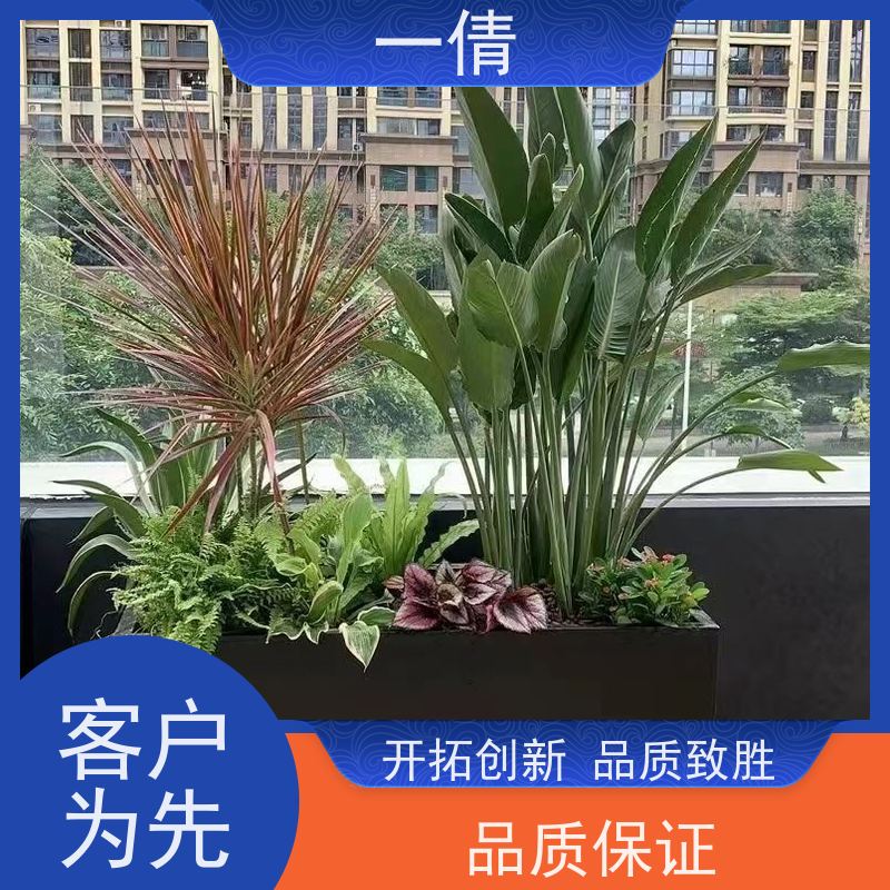 一倩花卉 前台 16寸盆四季桔 花卉租赁 净化空气