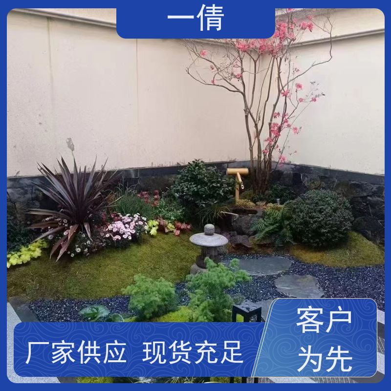一倩花卉 室内 砖石翡翠 绿植出售 种类繁多 规格齐全