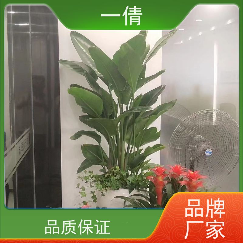 一倩花卉 深圳 观音竹 绿植出售 桌面绿植 花木护理