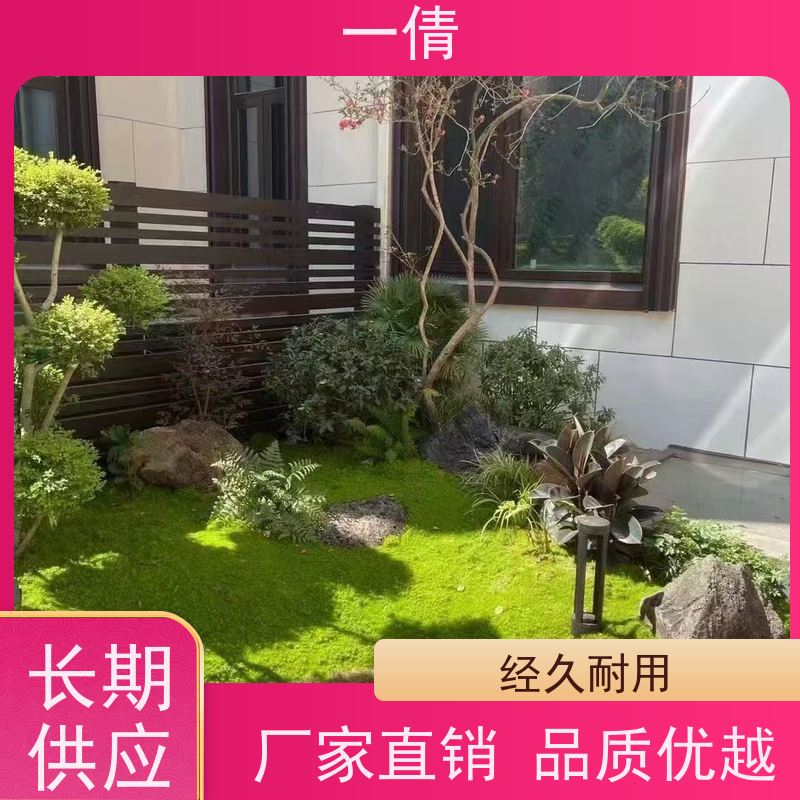 一倩花卉 深圳 银斑葛 花卉租赁 种类繁多 规格齐全
