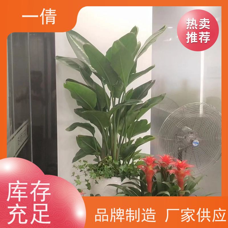 一倩花卉 办公室 金钻 绿植租摆 种类繁多 规格齐全