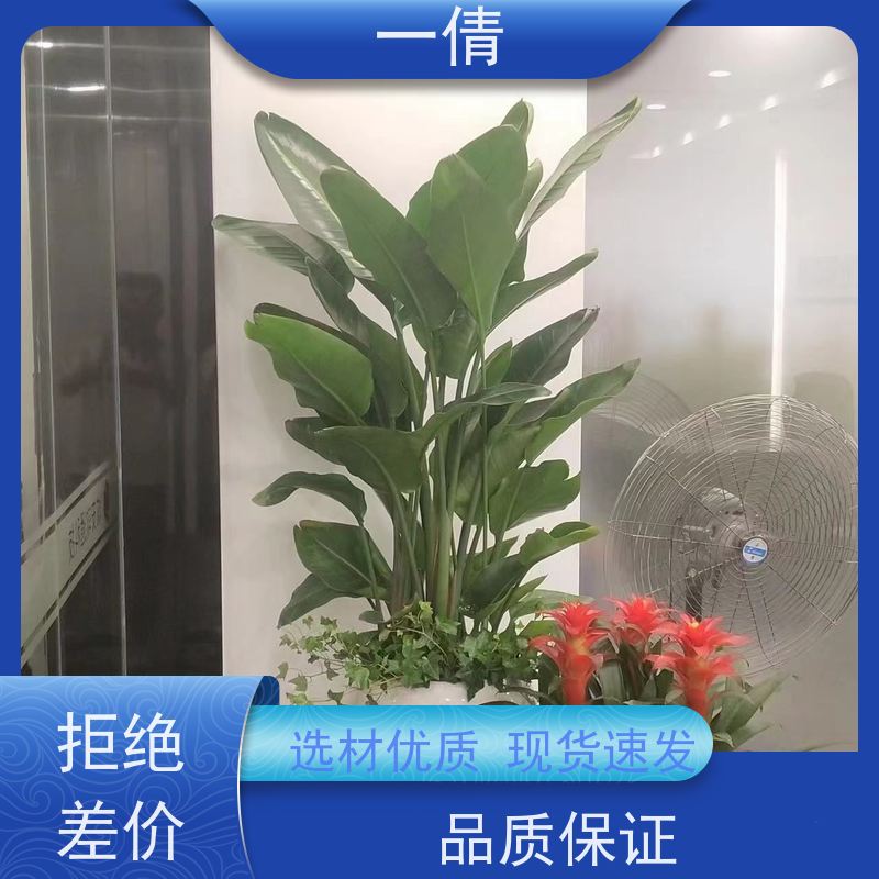 一倩花卉 办公室 黄杨 开业花篮租赁 种类繁多 规格齐全