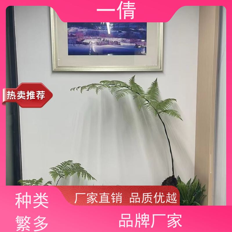 一倩花卉 深圳 砖石翡翠 绿植租摆 桌面绿植 花木护理