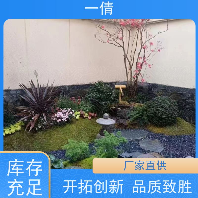 一倩花卉 办公室 福木 绿植租赁 种类繁多 规格齐全