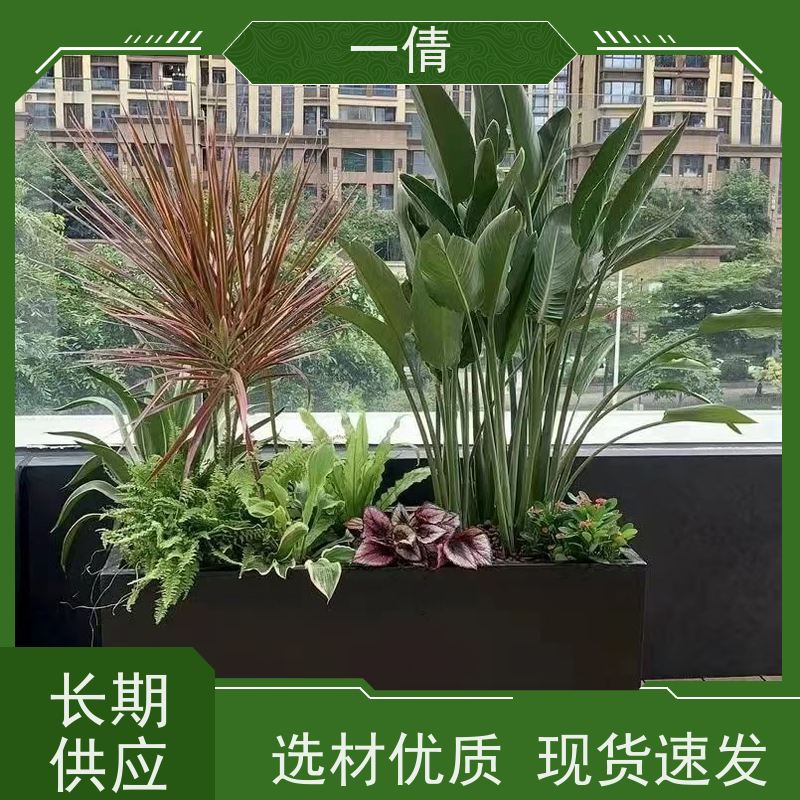 一倩花卉 前台 君子兰 绿植租摆 桌面绿植 花木护理