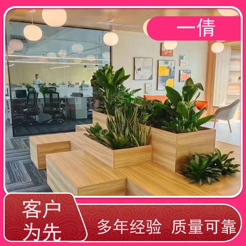 一倩花卉 前台 也门铁 绿植出售 桌面绿植 花木护理