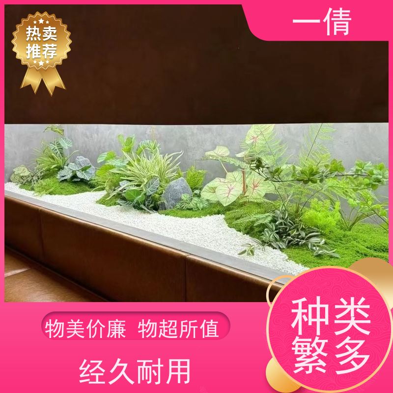 一倩花卉 室内 琴叶榕 绿植出售 种类繁多 规格齐全