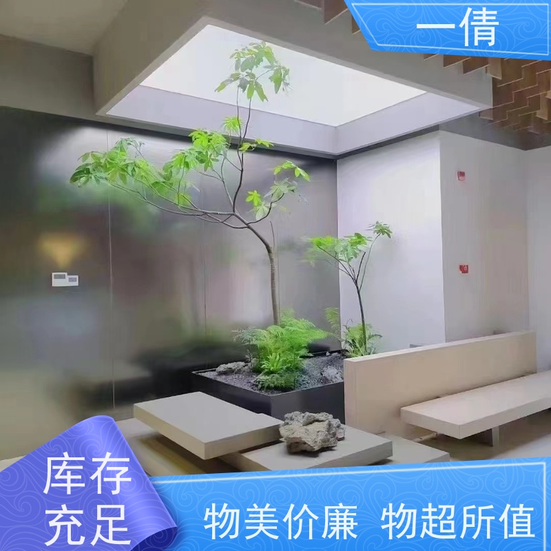 一倩花卉 办公室 满堂红 绿植出售 全城配送 上门养护