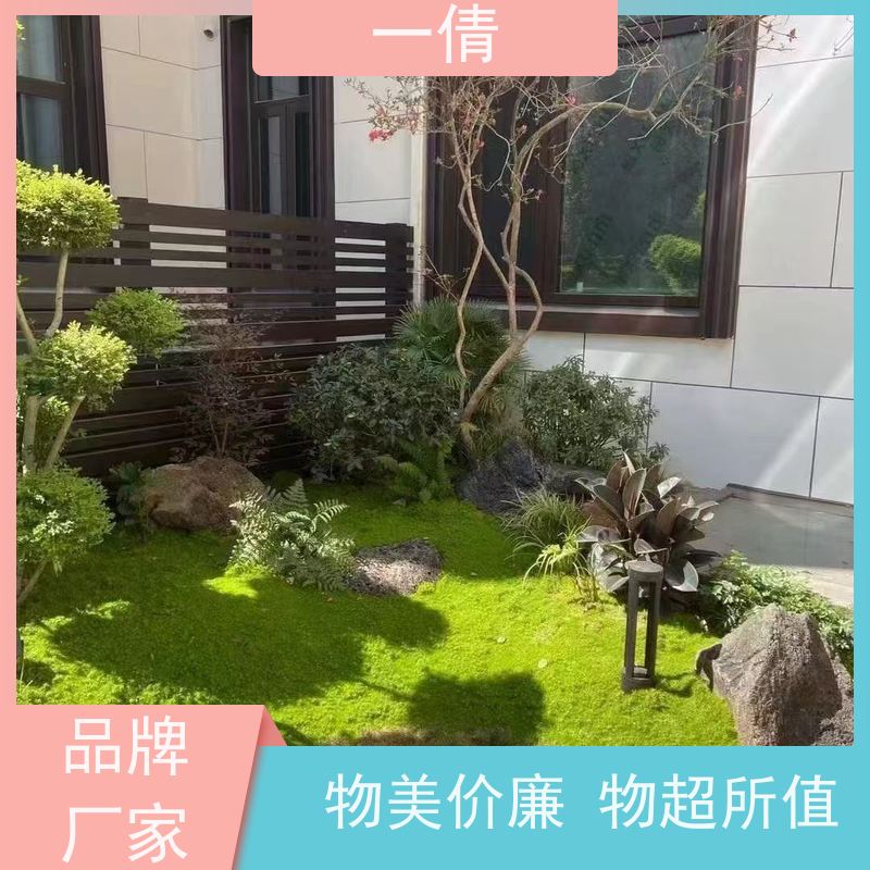 一倩花卉 室内 紫蝴蝶兰 室内植物出租 桌面绿植 花木护理