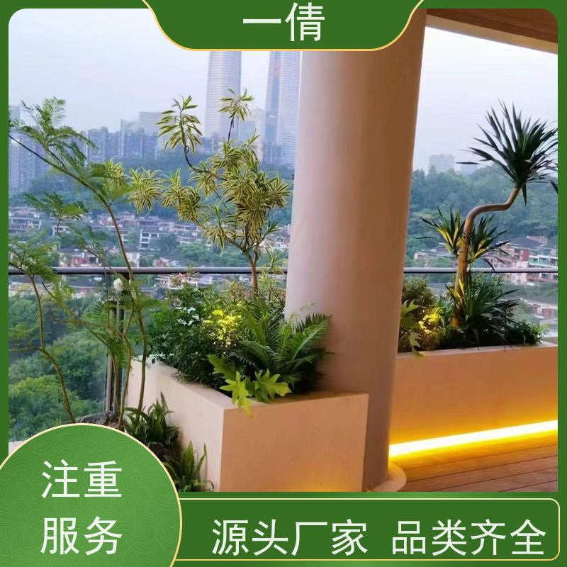一倩花卉 办公室 10层黄金果 绿植出售 全城配送 上门养护