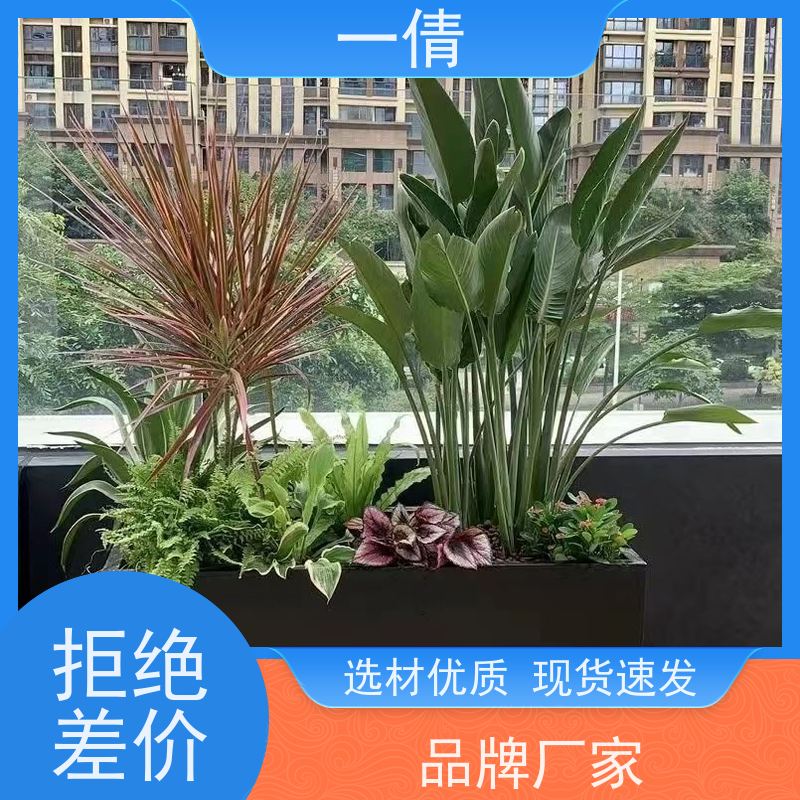 一倩花卉 前台 柠檬树 室内植物出租 种类繁多 规格齐全