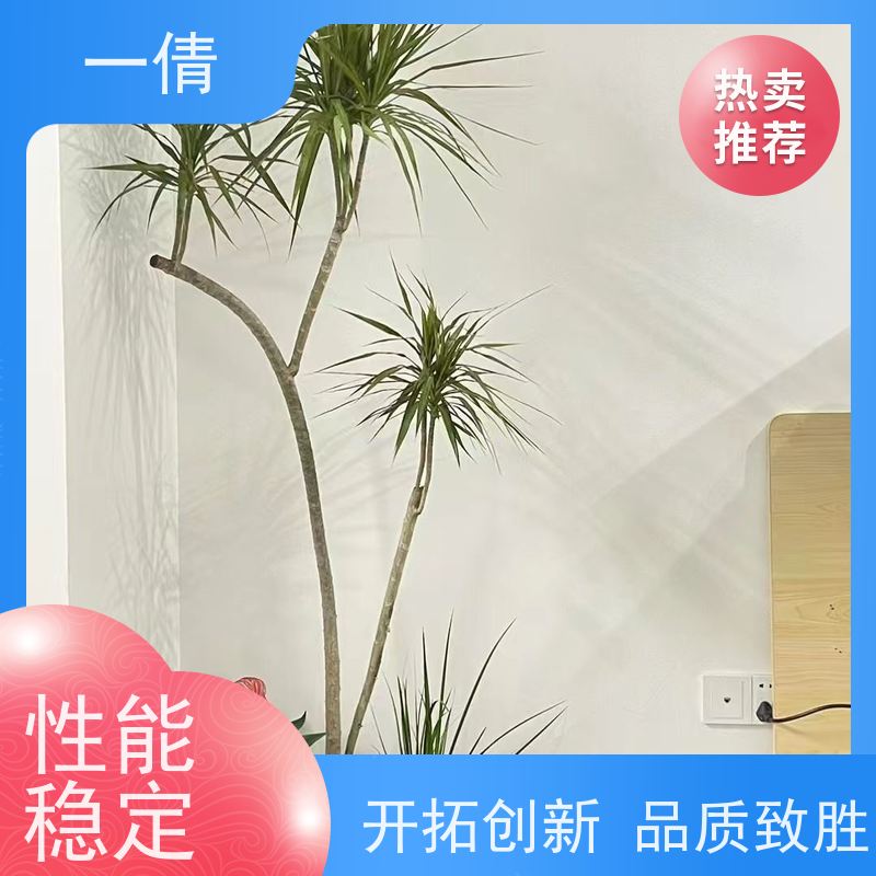 一倩花卉 深圳 三杆发财树 绿植出售 种类繁多 规格齐全