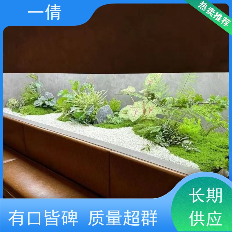 一倩花卉 室内 砖石翡翠 室内植物出租 净化空气