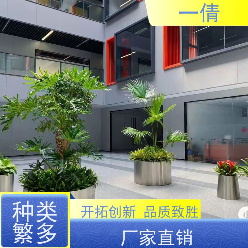 一倩花卉 深圳 高山榕 绿植租摆 全城配送 上门养护