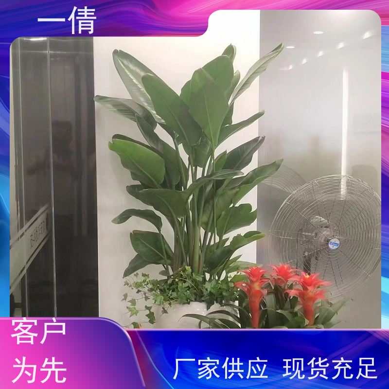 一倩花卉 办公室 保罗 绿植出售 全城配送 上门养护
