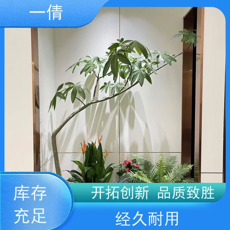 一倩花卉 室内 巴西美人 室内植物出租 种类繁多 规格齐全