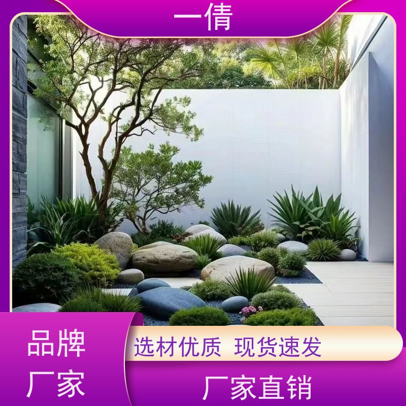 一倩花卉 前台 青叶铁 绿植租赁 种类繁多 规格齐全