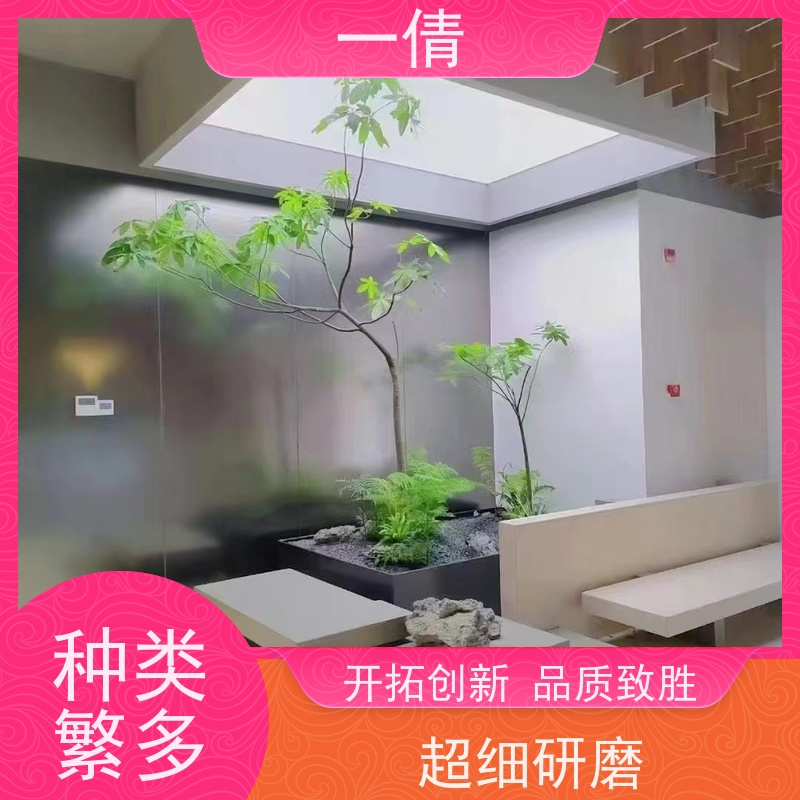 一倩花卉 办公室 罗汉松 开业花篮租赁 桌面绿植 花木护理