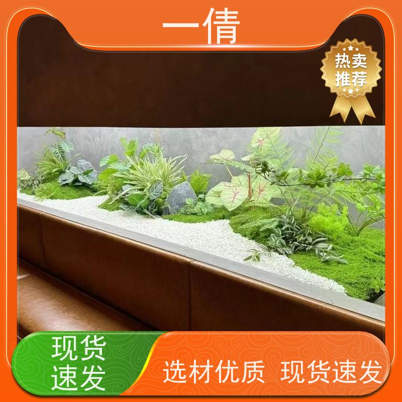 一倩花卉 室内 柠檬树 绿植出售 桌面绿植 花木护理