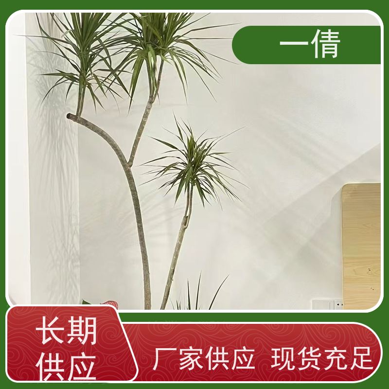 一倩花卉 室内 墨兰 室内植物出租 全城配送 上门养护