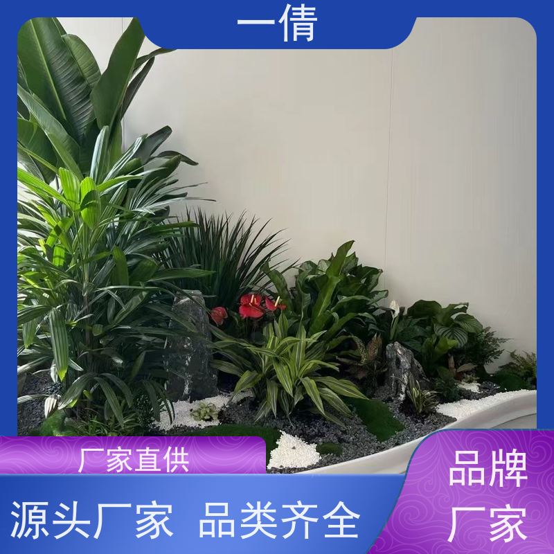 一倩花卉 前台 龟背 绿植出售 种类繁多 规格齐全