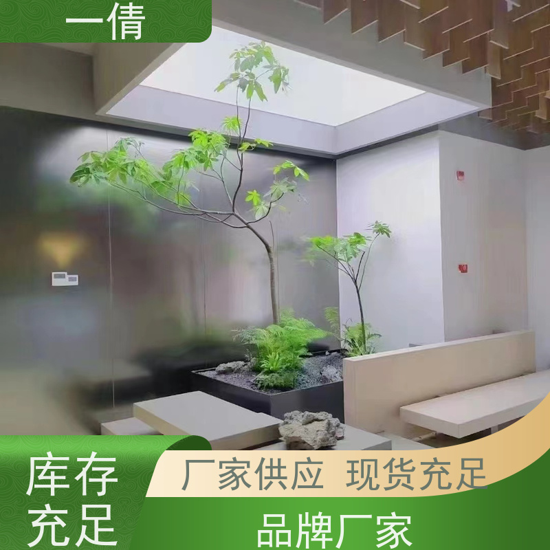 一倩花卉 前台 大年桔盆景 开业花篮租赁 净化空气