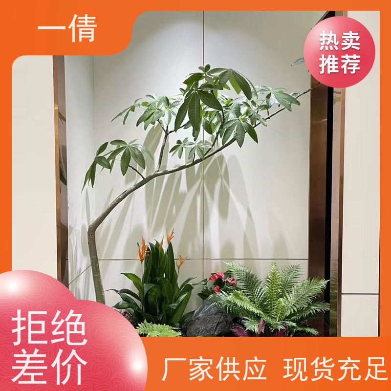 一倩花卉 办公室 金钻 绿植出售 全城配送 上门养护