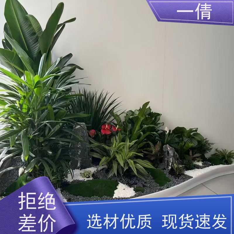 一倩花卉 深圳 冬青 绿植出售 桌面绿植 花木护理