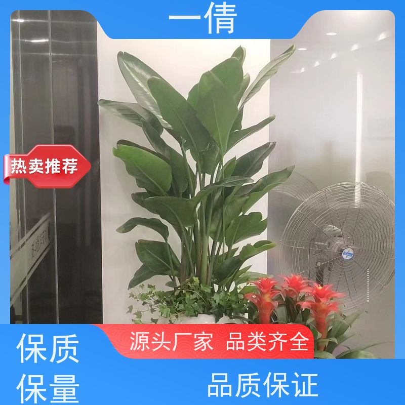 一倩花卉 室内 碧玉 开业花篮租赁 全城配送 上门养护