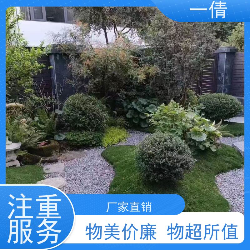 一倩花卉 办公室 中杨贵妃 绿植出售 种类繁多 规格齐全