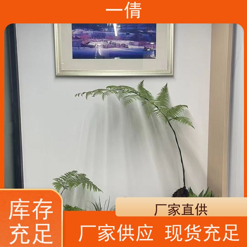一倩花卉 前台 观音竹 室内植物出租 桌面绿植 花木护理