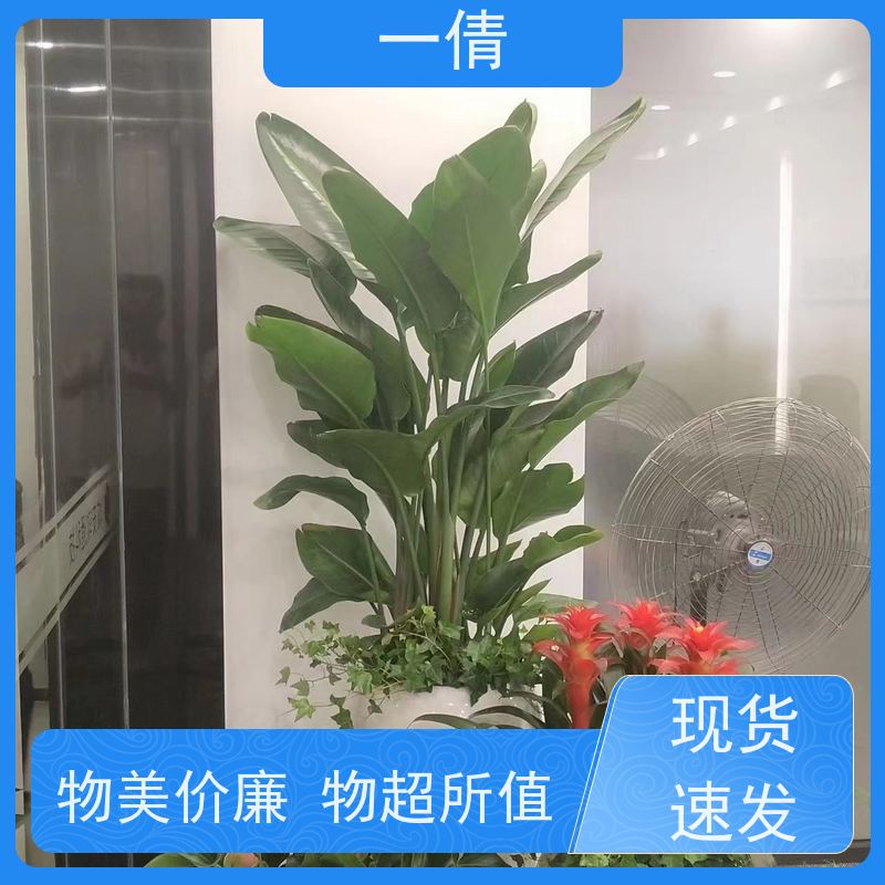 一倩花卉 办公室 金钻 花卉租赁 全城配送 上门养护