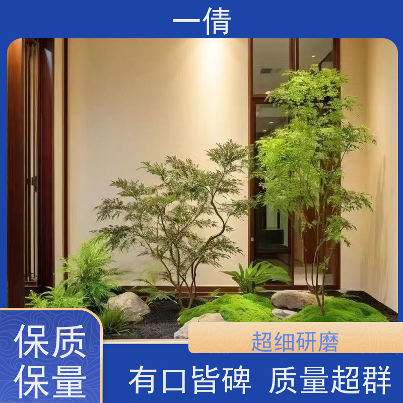一倩花卉 室内 常春藤 绿植出售 种类繁多 规格齐全