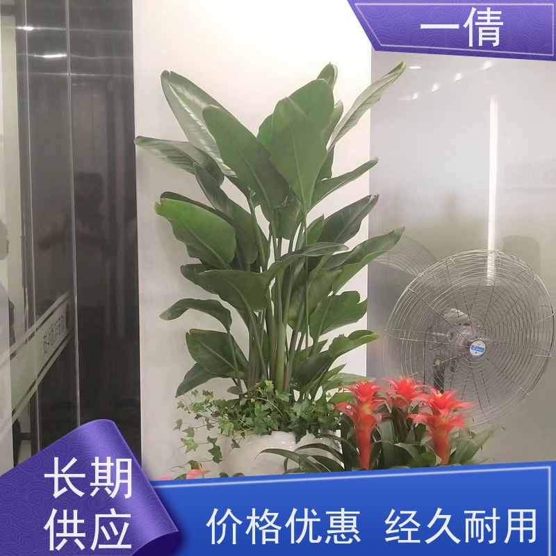 一倩花卉 前台 富贵树 绿植租赁 全城配送 上门养护