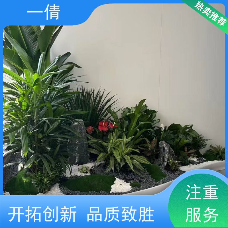一倩花卉 深圳 七彩铁 绿植出售 桌面绿植 花木护理