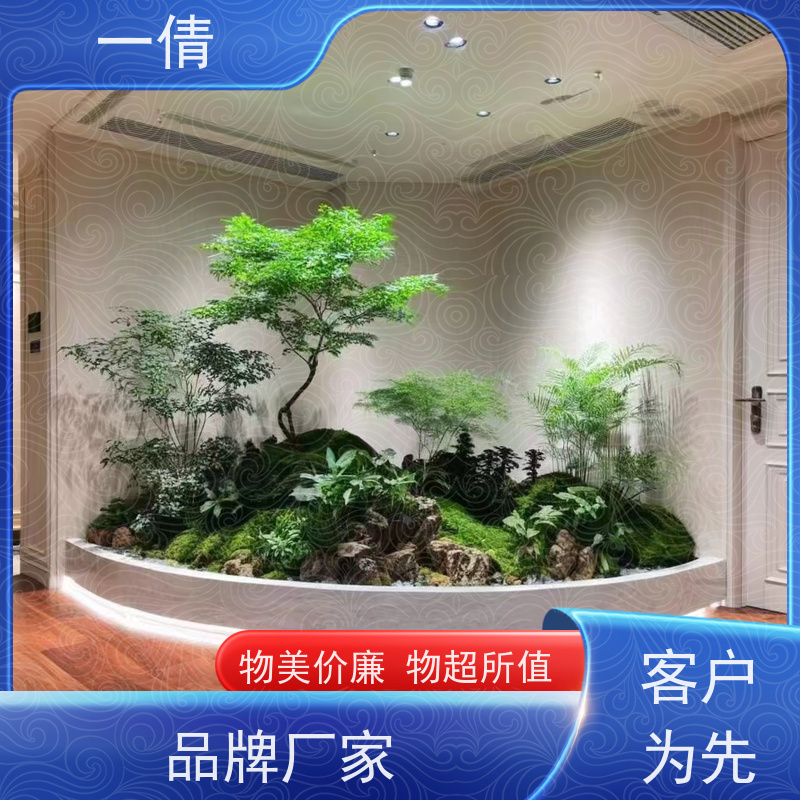 一倩花卉 深圳 红蝴蝶兰 绿植出售 桌面绿植 花木护理