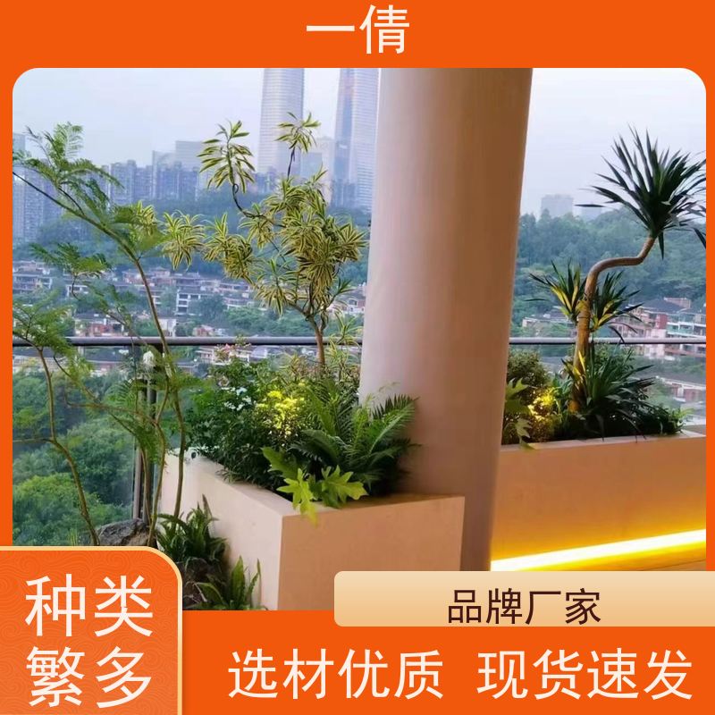 一倩花卉 深圳 紫檀 绿植出售 种类繁多 规格齐全
