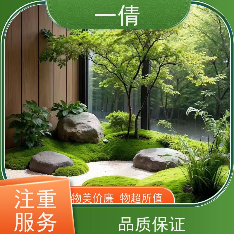 一倩花卉 深圳 红玉珠 绿植出售 种类繁多 规格齐全